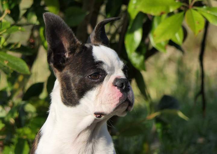 Consultez nos annonces de Boston Terriers à vendre