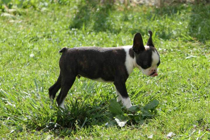 Boston Terrier disponible Chalon-sur-Saône