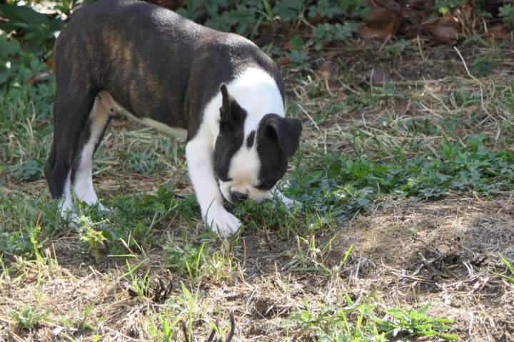 Boston Terrier à vendre Chalon-sur-Saône