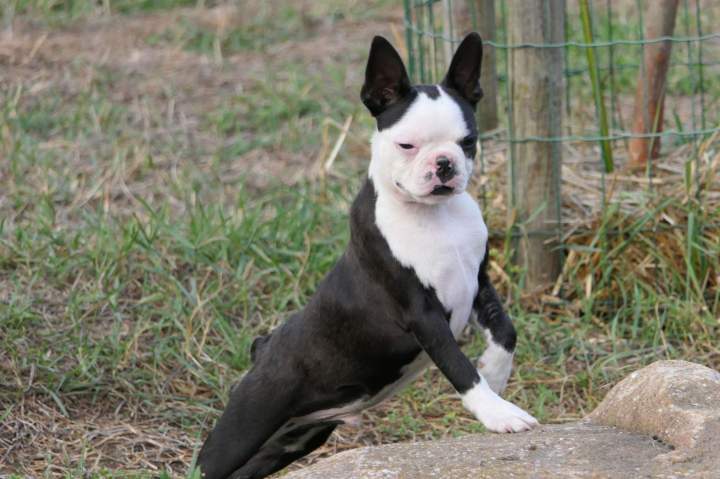 Boston Terrier en vente Chalon-sur-Saône