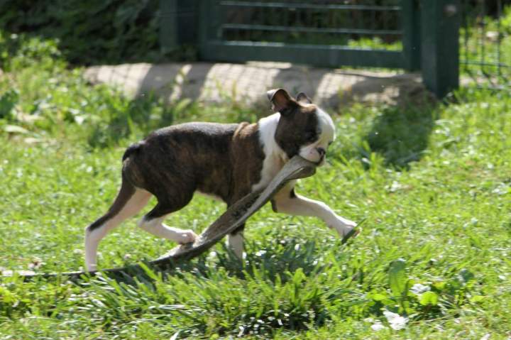 Chiot à adopter Chalon-sur-Saône