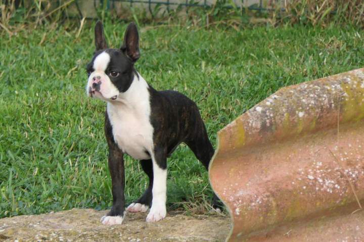 Vente de Boston Terrier Chalon-sur-Saône