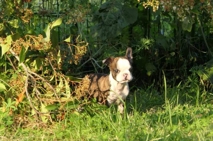 Chiot à adopter Chalon-sur-Saône