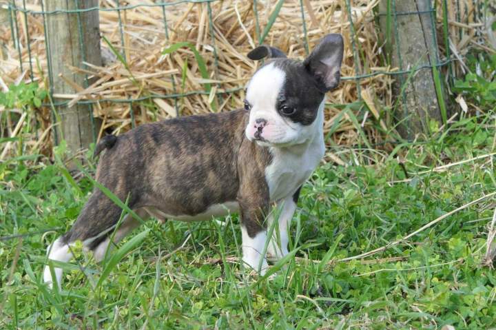 Boston Terrier à vendre Chalon-sur-Saône