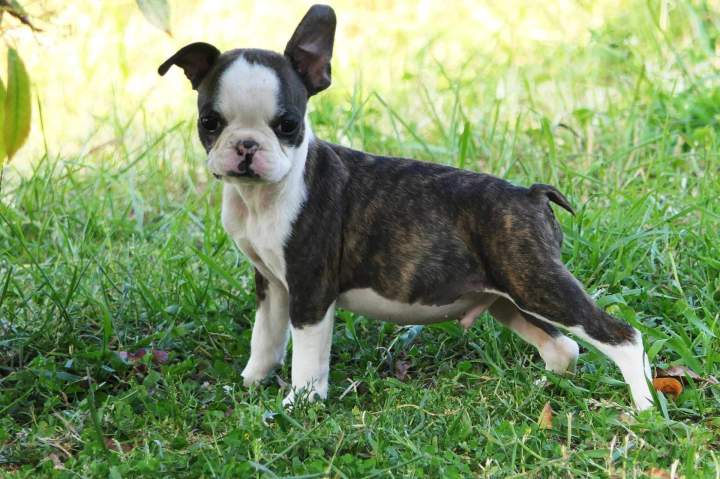 Boston Terrier Chalon-sur-Saône