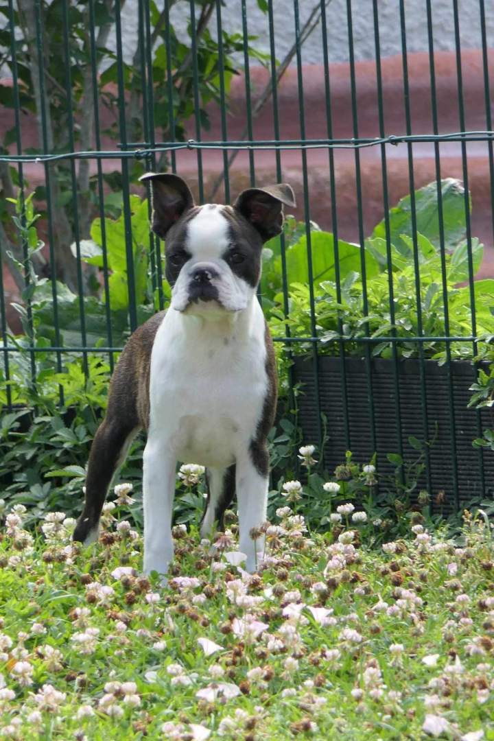 Vente de Boston Terrier Chalon-sur-Saône
