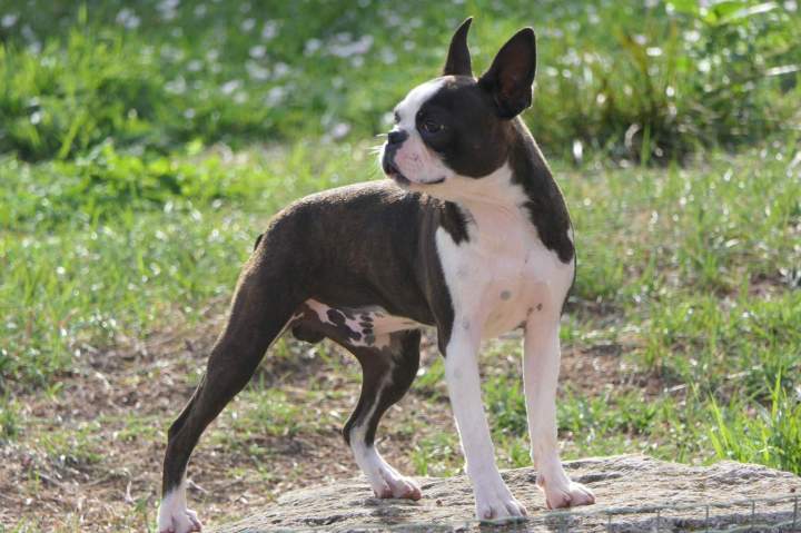 Élevage Boston Terrier Chalon-sur-Saône