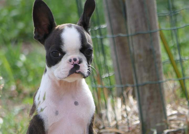Élevage de Boston Terrier Chalon-sur-Saône
