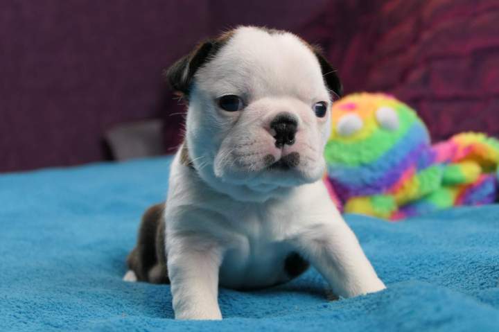 Vente de chiot Boston Terrier Chalon-sur-Saône