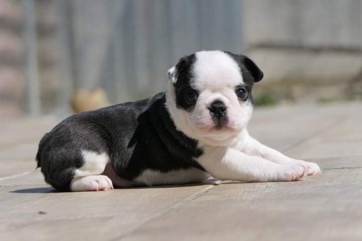 Éleveur canin  Chalon-sur-Saône