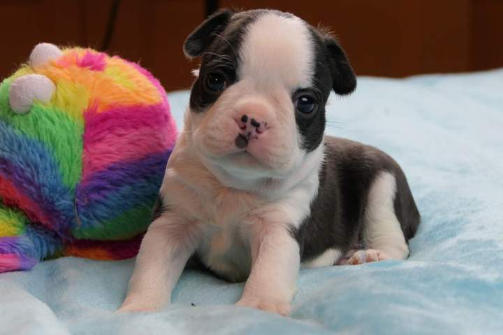 Chiot Boston Terrier Chalon-sur-Saône