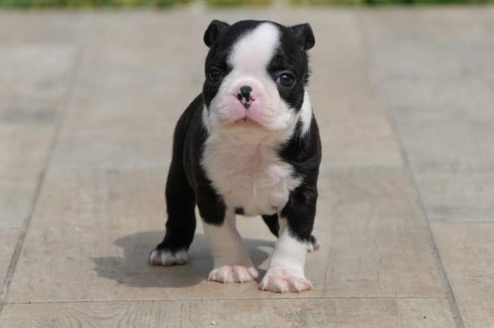 Chiot Boston Terrier Chalon-sur-Saône