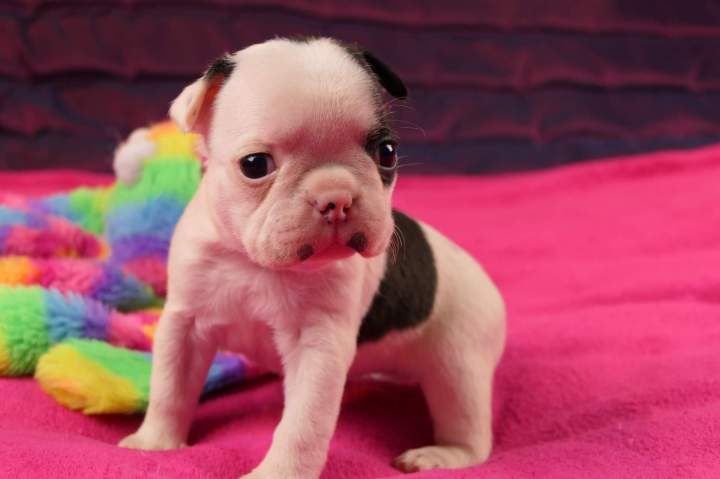 Chiot Boston Terrier à adopter Chalon-sur-Saône