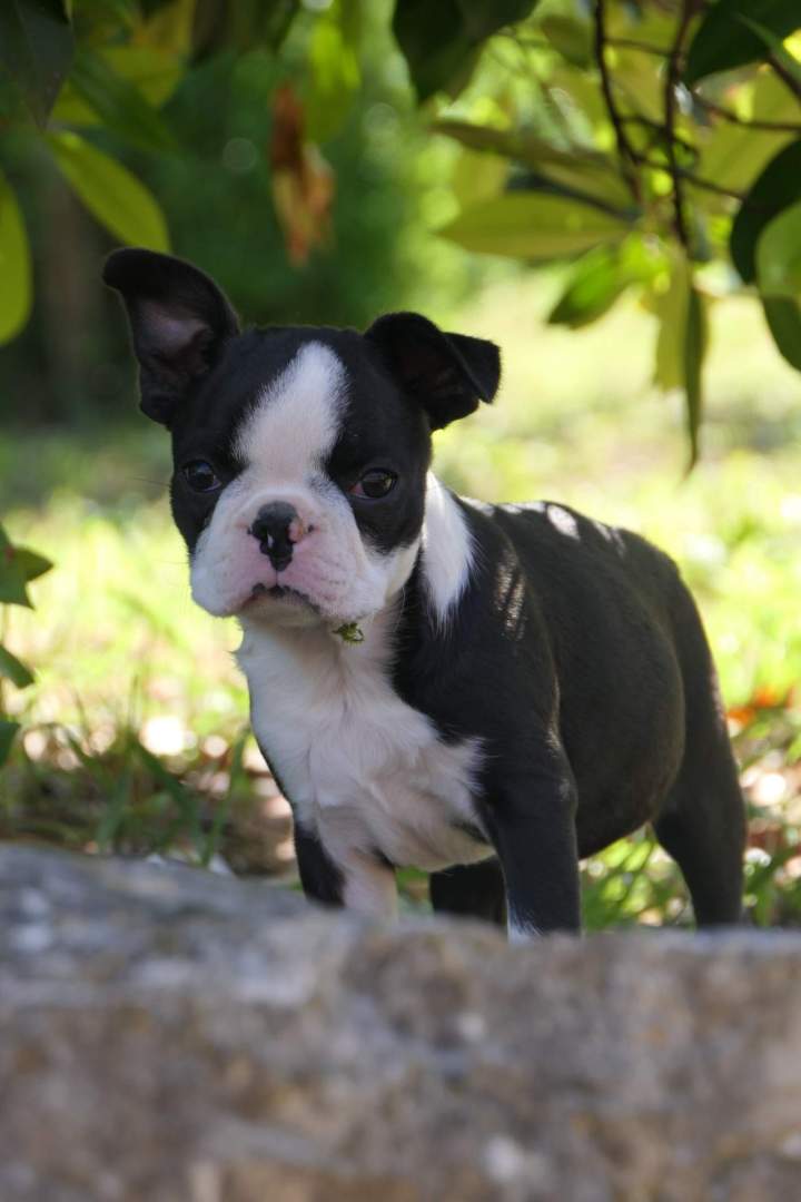 Chiot à adopter Chalon-sur-Saône