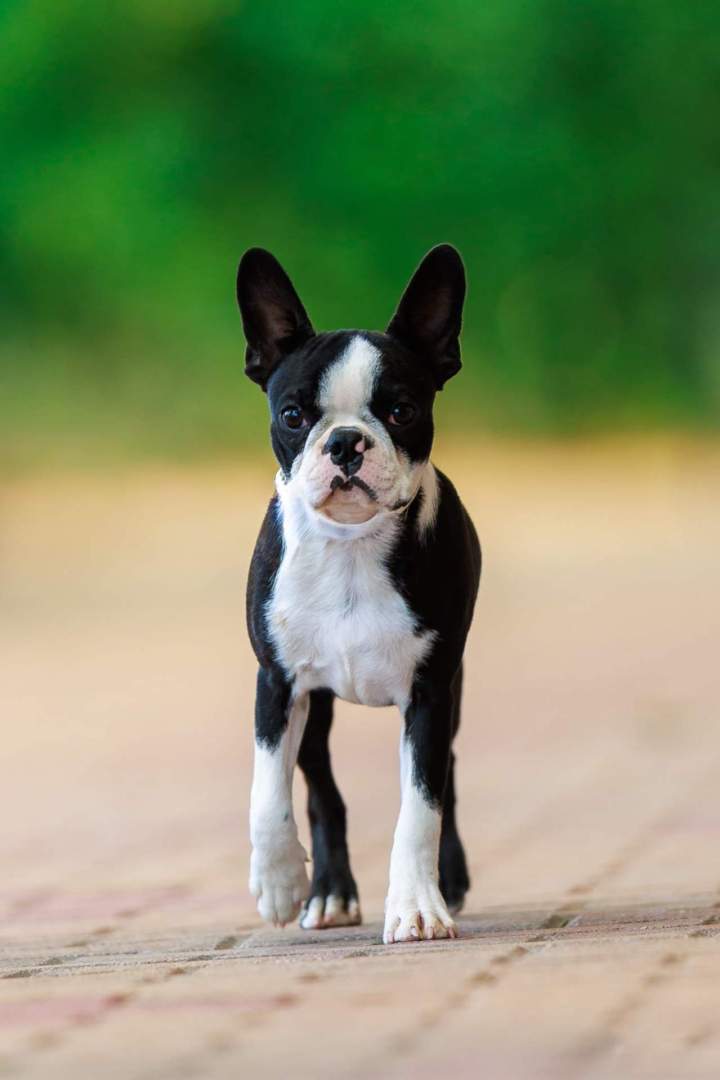 Boston Terrier disponible Chalon-sur-Saône