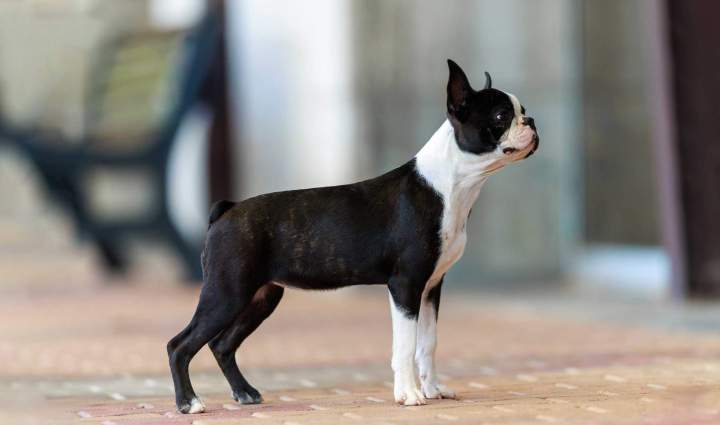 Chiot Boston Terrier Chalon-sur-Saône