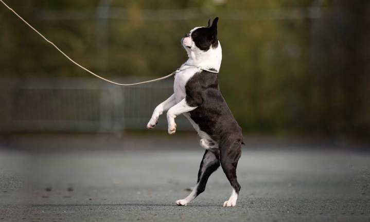 Boston Terrier Chalon-sur-Saône