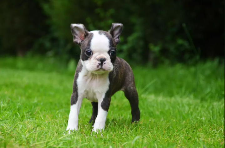 Boston terrier
