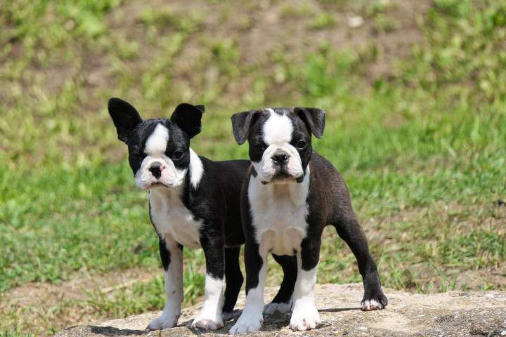 Trouvez le compagnon idéal parmi nos Boston Terriers à adopter