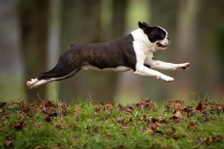 Élevage de Boston Terrier Chalon-sur-Saône