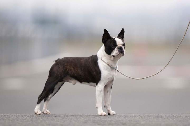 Chiot Boston Terrier Chalon-sur-Saône