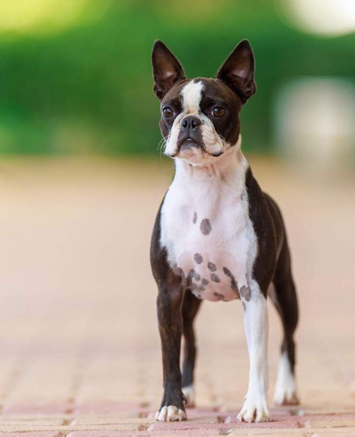 Des chiots Boston Terrier prêts pour une nouvelle famille aimante
