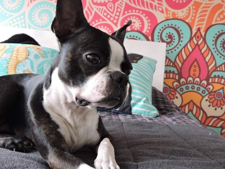 Boston terrier 