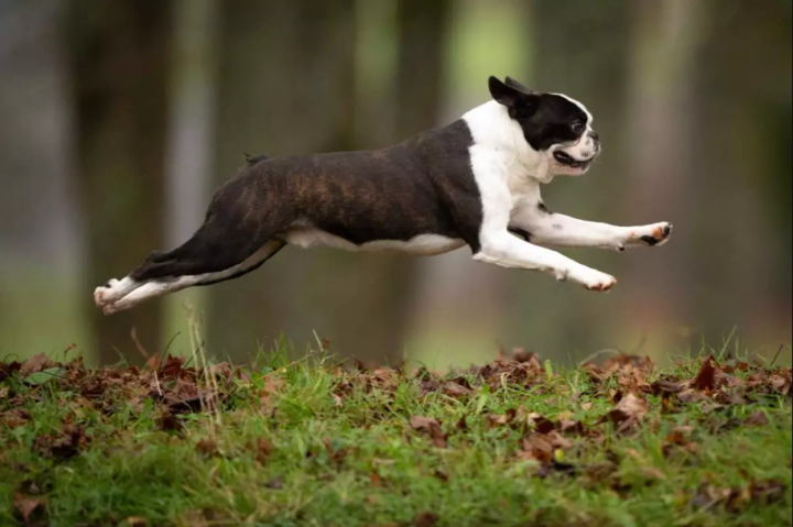 Boston Terrier 