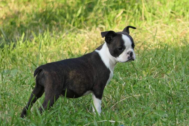 Éleveur Canin, Annecy