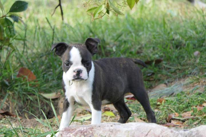 Éleveur de Boston Terrier, Marseille